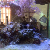 Aquarium im HAN ASIA Restaurant
